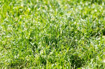 flowering herbs in nature