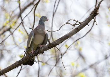 dove on the tree in nature