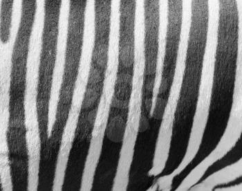 zebra stripes