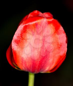 red tulip on a black background