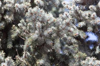 blue spruce branch on the nature