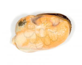 mussel on a white background