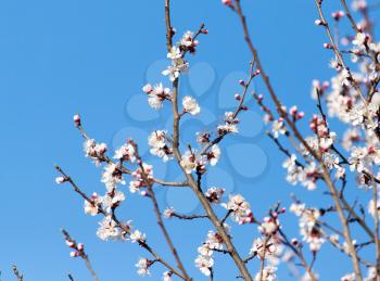 Beautiful flowers on the tree in nature