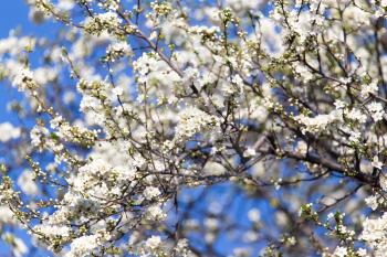 Beautiful flowers on the tree in nature