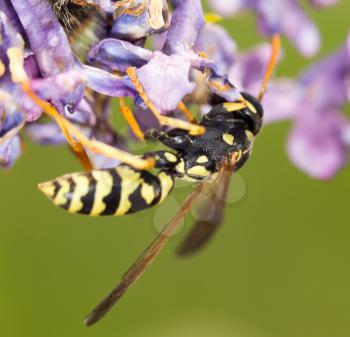 wasp on a flower lilac. close