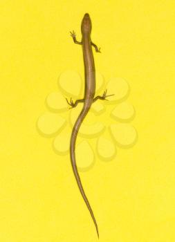 lizard on a yellow background