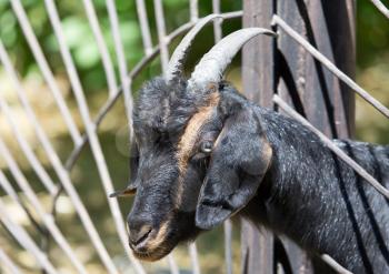 Goat behind a fence at the zoo