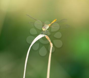 dragonfly on nature