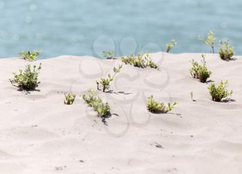plant in the sand on the shore