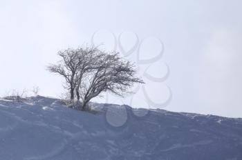 tree in snow in the mountains