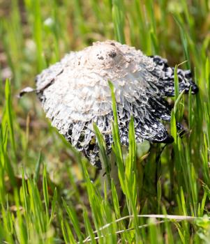 toadstool mushrooms nature spring