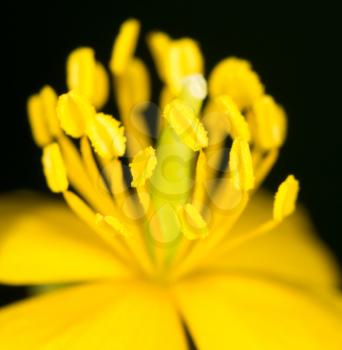 yellow flower. close