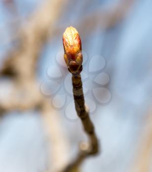 bud on a tree branch in nature