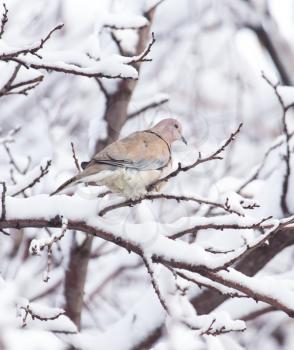 dove on the tree in winter