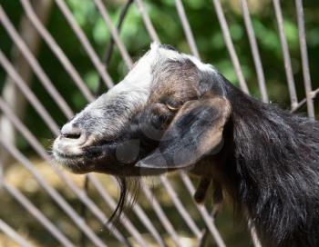 Goat behind a fence at the zoo