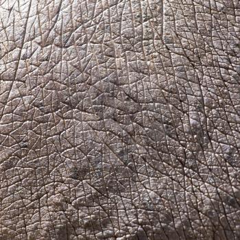 hippopotamus skin as background