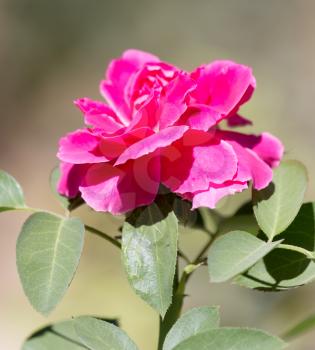 rose on nature