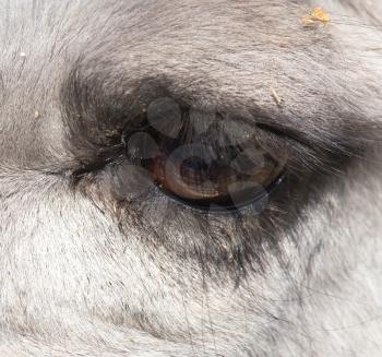 eyes of a camel