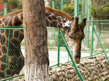 Giraffe at the zoo