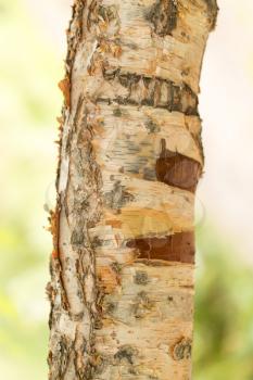 birch trunk wild in nature