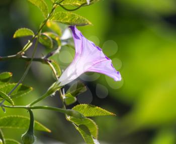 purple flower in nature