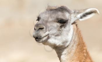 Portrait of a Lama  in nature