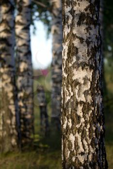 birch trees in nature