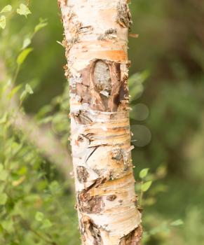 birch trunk wild in nature