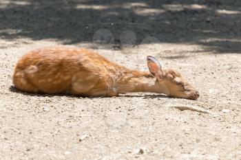 Antelope in zoo