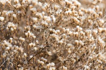 fuzz on the plant outdoors in autumn