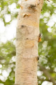 birch trunk wild in nature