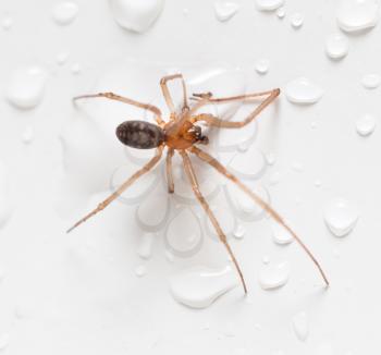 Spider on a white background with water drops