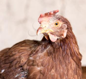 portrait of a chicken farm