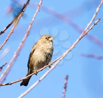 Sparrow on a tree against the blue sky