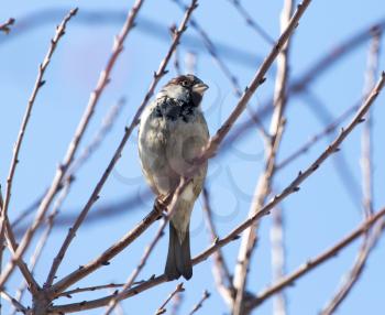 Sparrow on a tree against the blue sky