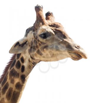 Portrait of a giraffe on a white background
