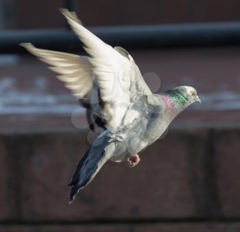 dove in flight in city