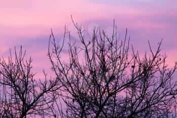 bare branches of a tree at sunset