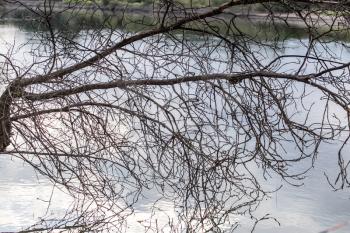 bare branches of trees with reflection on the surface of the water
