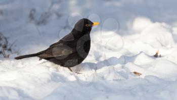 Starling on snow in winter