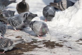 flock of pigeons on snow outdoors