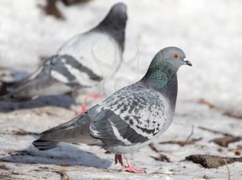 flock of pigeons on snow outdoors