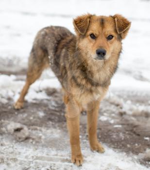 dog portrait outdoors in winter