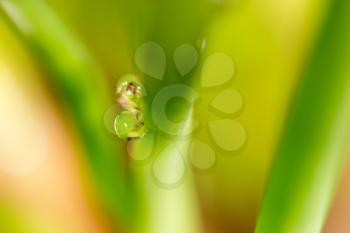 drops of dew on the grass. macro