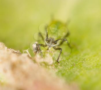 Extreme magnification - Green aphids on a plant