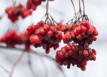 red viburnum on the tree in winter