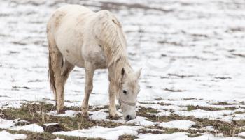 a horse in a pasture in winter