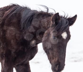 horse on nature in winter