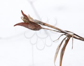 dry flower in the winter in nature