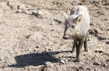 wild boar in the mud in the zoo